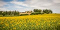 Rural summer landscape with sunflower fields and olive fields near Porto Recanati in the Marche region, Italy Royalty Free Stock Photo