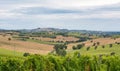Rural summer landscape with sunflower fields, vineyards and olive fields near Porto Recanati in the Marche region, Italy Royalty Free Stock Photo