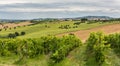 Rural summer landscape with sunflower fields, vineyards and olive fields near Porto Recanati in the Marche region, Italy