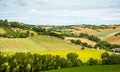 Rural summer landscape with sunflower fields and olive fields near Porto Recanati in the Marche region, Italy Royalty Free Stock Photo