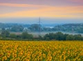 Sunflower field in dense mist at the early morning Royalty Free Stock Photo