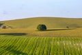 Looking out over a rolling South Downs landscape, with a blue sky overhead Royalty Free Stock Photo