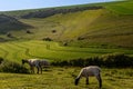 A rural Sussex landscape with sheep grazing on a hillside and crops growing in a field below Royalty Free Stock Photo