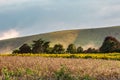 A Rural Sussex Scene with a Field of Sunflowers on a Sunny Evening Royalty Free Stock Photo