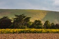 A Rural Sussex Scene with a Field of Sunflowers on a Sunny Evening Royalty Free Stock Photo