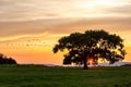 Geese in flight next to a silhouetted tree, against a sunset sky Royalty Free Stock Photo