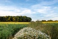 A Rural Sussex View in Summer, with Chamomile Flowers Growing near Farmland