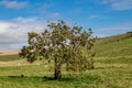 A rural Sussex view on a sunny September day, with sheep grazing on a hillside and a tree in the foreground Royalty Free Stock Photo