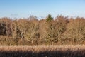 A rural Sussex winter view with bare trees behind a field of dead sunflowers, and a blue sky overhead Royalty Free Stock Photo