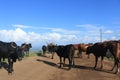 Rural Swaziland, cows blocking the road, transport in africa