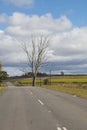 Rural Tarmac Road with Dead Leafless Tree