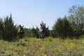 Mini donkeys in Texas field