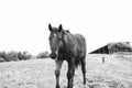 Young horse close up in black and white Royalty Free Stock Photo