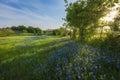 Rural Texas Spring Flowers Reflecting on a Pond Royalty Free Stock Photo