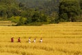 Rural Thailand Rice Harvest Time