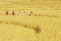 Rural Thailand Rice Harvest Time