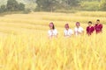 Rural Thailand Rice Harvest Time