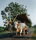 Rural transportation still uses the traditional system with cattle Royalty Free Stock Photo