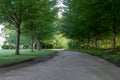 Rural tree-lined road through a green park