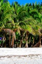 Rural tropical white sand beach with coconut palms Royalty Free Stock Photo