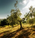 Olive tree in Tuscan evening light Royalty Free Stock Photo