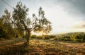 Olive tree in Tuscan evening light Royalty Free Stock Photo