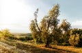 Olive tree in Tuscan evening light Royalty Free Stock Photo