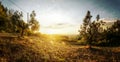 Olive trees in Tuscan evening light Royalty Free Stock Photo