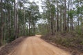 Rural unsealed road, dirt road with eucalyptus tree Royalty Free Stock Photo