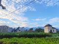 A rural view in the morning on a cabbage vegetable farm. Royalty Free Stock Photo