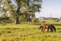 Rural view - two horses, Ukraine summer day.