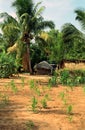Rural village, Mozambique Royalty Free Stock Photo