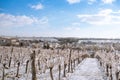 Rural village in the middle of the snow-covered vineyards. Sunny white winter landscape with vineyards, houses in the valley Royalty Free Stock Photo