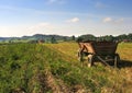 Rural wagon