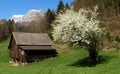 Spring in the meadows of the Swiss village of Berschis