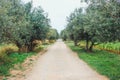 Rural way with olive trees and green grass. Royalty Free Stock Photo