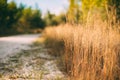 Rural White Sandy Road Going Ahead Along The Growing Yellow Thick Grass Royalty Free Stock Photo