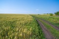 Rural winding road extending beyond the horizon. Fresh spring grass in the fields and meadows on a sunny day. Beautiful landscape