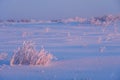 Rural winter landscape of meadow under snow at early morning time Royalty Free Stock Photo