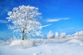 Rural winter landscape with a one tree and the blue sky Royalty Free Stock Photo