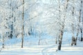 Rural winter snowy landscape with forest, footpath and blue sky.