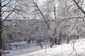 Rural winter snowy landscape with forest, path, mountains in the distance and blue sky, trees covered with snow Royalty Free Stock Photo