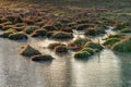 Rural winter sunset scene of frozen water on a field filled with grass tussock bunches. Royalty Free Stock Photo