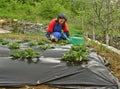 Rural woman arrange strawberry seedlings