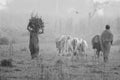 Rural woman with bundles of firewood and a cattle herdman with  his cattle returing home Royalty Free Stock Photo