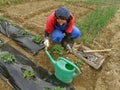 Rural woman dig field full of vegetables