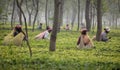 Workers at a Tea Garden in Assam Royalty Free Stock Photo