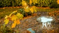 Empty Peaceful Park, classical white table