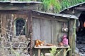 Rural wooden house Royalty Free Stock Photo