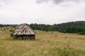 Rural Wooden Hut Old Abandoned and Pine Trees Forest Landscape Royalty Free Stock Photo